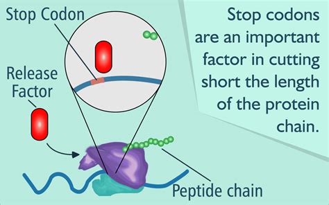 What is a Stop Codon? - Biology Wise