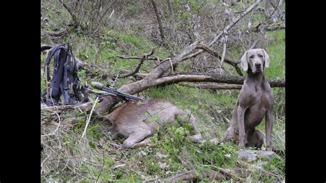 Bo the Weimaraner Hunting Adventures Sep 2016 - YouTube