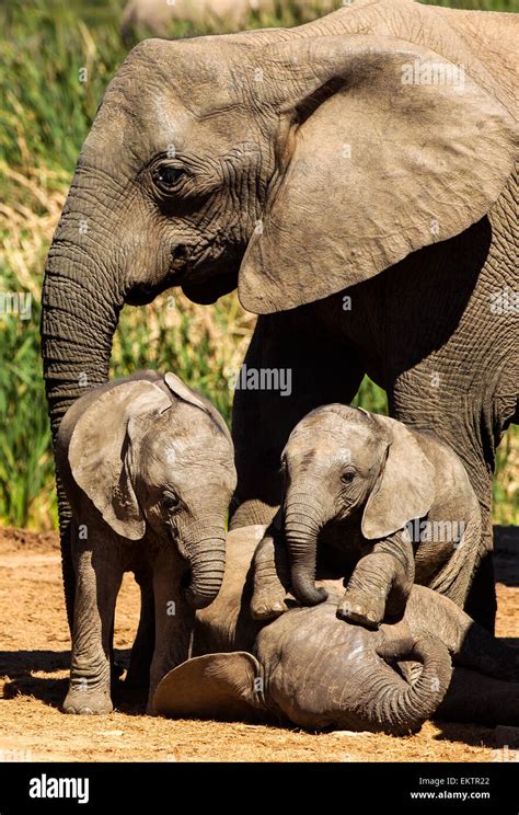 Baby elephants playing hi-res stock photography and images - Alamy