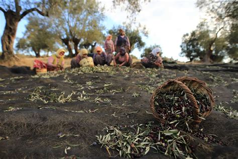 Production in Turkey Rebounds as Farmers Show Their Resilience - Olive Oil Times