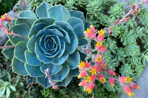 How to Grow Echeveria Succulents | Gardener's Path