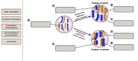 SOLVED: Prophase of mitosis sister chromatids non-sister chromatids ...