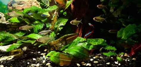 Lemon Tetra • Care Guide (Tank Setup, Mates & Breeding)