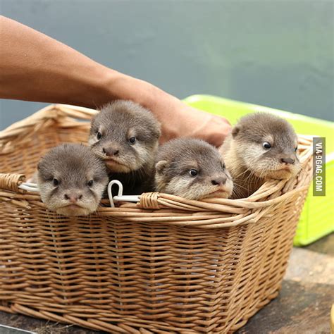 Basket of Baby Otters - 9GAG