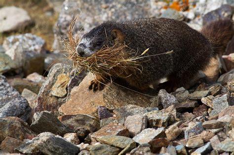 Yellow-bellied Marmot - Stock Image - F031/6751 - Science Photo Library