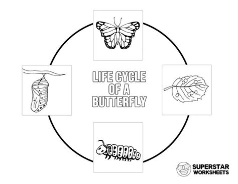 Butterfly Life Cycle Worksheet – Imsyaf.com