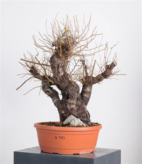 Prunus mahaleb #190 – shop andbonsai