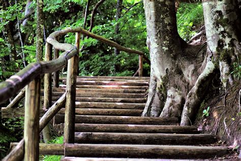 Forest,forest path,trees,nature,walking path - free image from needpix.com