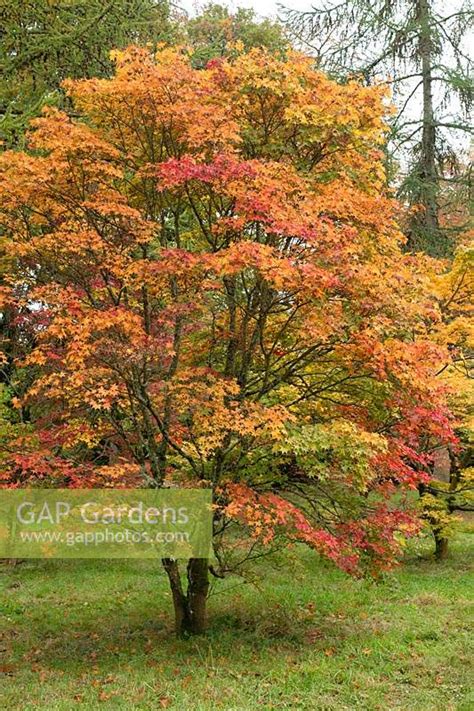 Acer palmatum 'Hogyo... stock photo by Tim Gainey, Image: 1357294