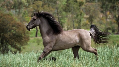 10 of the Rarest Horse Breeds in the World | HenSpark Stories