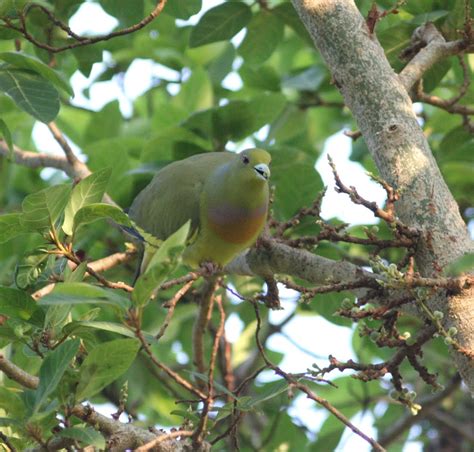 Mark James Pearson: Orange-breasted Green Pigeons, India