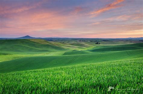 Palouse wheat fields Washington - Alan Crowe Photography