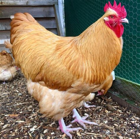 Buff Orpington: Eggs, Height, Size and Raising Tips