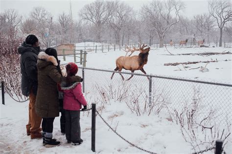 Visitor Guide for the Winnipeg Assiniboine Zoo (for 2024)