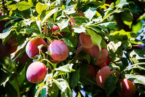 How to Prune Plum Trees