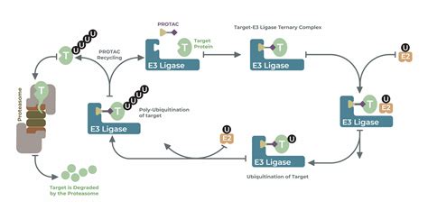 PROTAC & DUBTAC Drug Discovery - LifeSensors