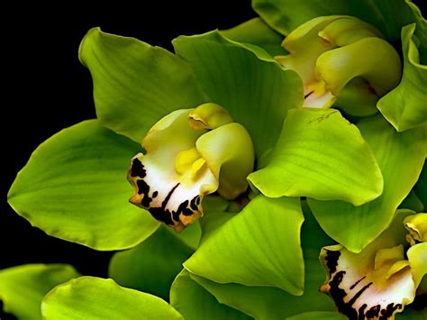 All new wallpaper : Attractive Green orchid Flowers wallpaper