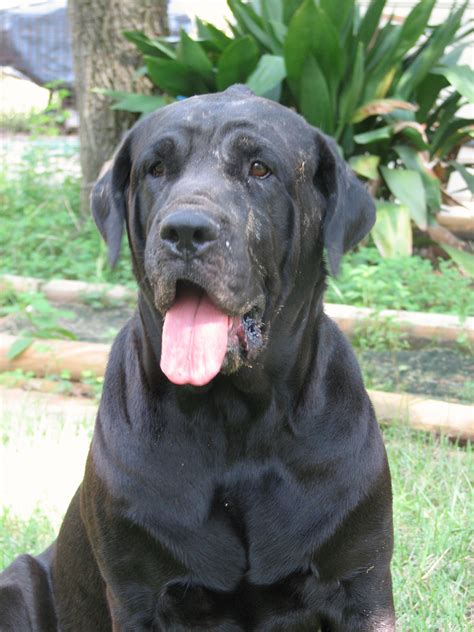 Cane Corso Mastiff | Geronimo Kennels, Houston. Dog Training and Breeding.