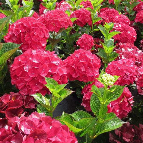 Hydrangea Magical® Ruby Red at Wayside Gardens #landscapingwithrocks | Red hydrangea, Hydrangeas ...