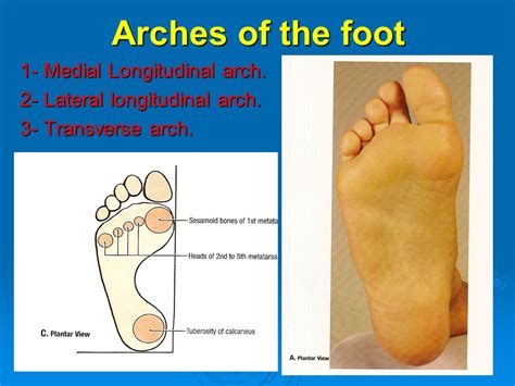 The Arches Of The Foot Longitudinal Transverse TeachMeAnatomy | vlr.eng.br