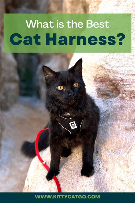 Best cat harness – Artofit