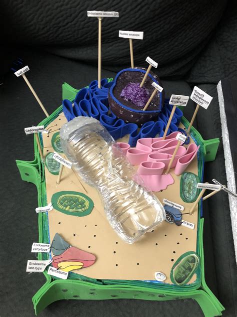 Plant cell structure 7th grade science project | Plant cell project ...