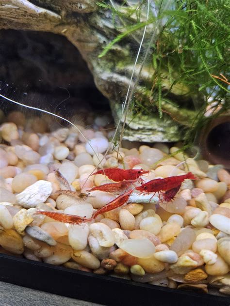 Shrimp breeding with her babies?? : r/shrimptank