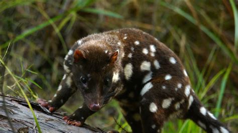 New Tour Helps Aussie Tiger Quoll In Far North Queensland | Australian Wildlife Journeys