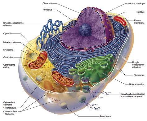 Mitochondria In A Animal Cell - Viewing Gallery