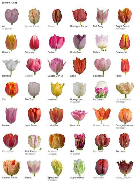 Tulip Varieties | Types of tulips, Tulips garden, Types of flowers