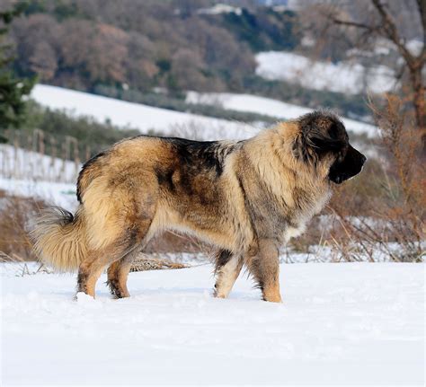 Russian Bear Dog - A Complete Guide To The Caucasian Shepherd