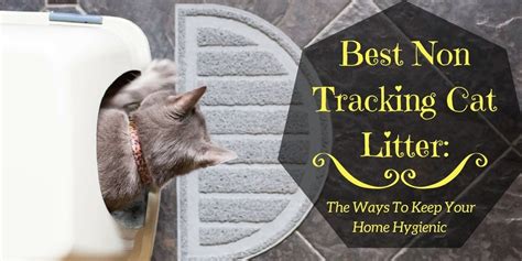 Best Non Tracking Cat Litter of 2020: The Ways To Keep Your Home Hygienic