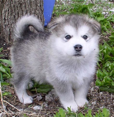 Baby malamute puppy next to a tree