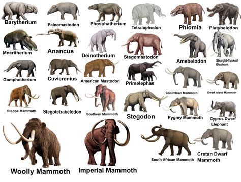 Which Extinct Elephant and Mammoth/Mastodon is your favorite? : r ...