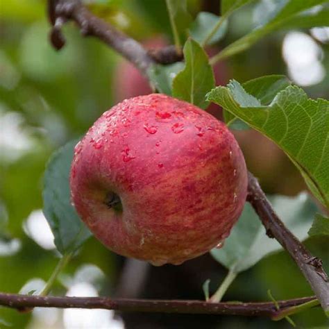 Apple Gala - Fruiting Trees - Garden World Nursery