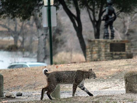 Dallas Trinity Trails: Texas Winter -- Predators of the Dallas Woods