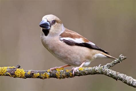 Hawfinch Stock Photos, Pictures & Royalty-Free Images - iStock