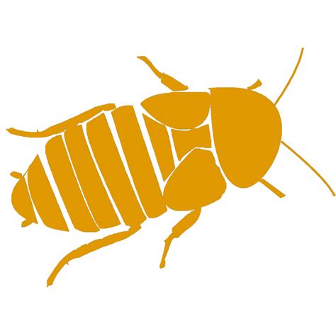 Dubia Roach Care Guide - The Bug Shed