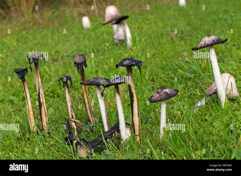 Black wig hi-res stock photography and images - Alamy