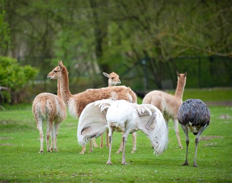 Things to do in Munich – Tierpark Hellabrunn (Munich Zoo) « Hidden ...