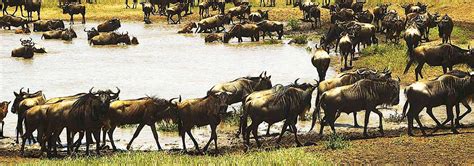 Serengeti Migration Map | Wildebeest Migration