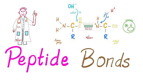 Peptides and Peptide Bonds | Amino Acids, Dipeptides, Oligopeptides ...