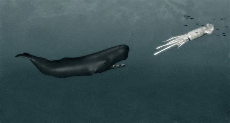 Sperm Whale And Giant Squid Photograph by Christian Darkin | Fine Art ...