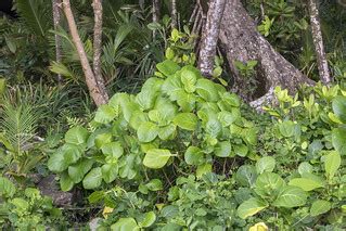 Cyrtandra tempestii (Gesneriaceae) on Taveuni, Fiji | Flickr