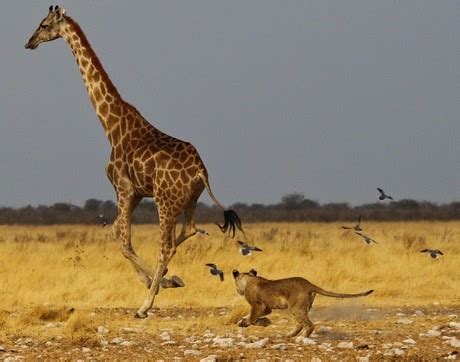 Predators - Giraffe Facts