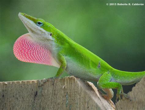 Herptiles - Anolis carolinensis