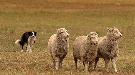 Spike in number of women competitors at the National Sheep Dog Trial Championships - ABC News