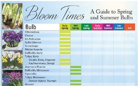 Bloom Times: Guide to Spring and Summer Bulbs – Longfield Gardens