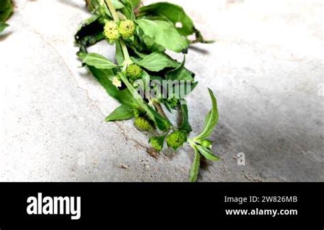 A Closeup Shot Of Bhringaraj (False Daisy , Trailing Eclipta,Kesharaj , Eclipta Prostrata ...