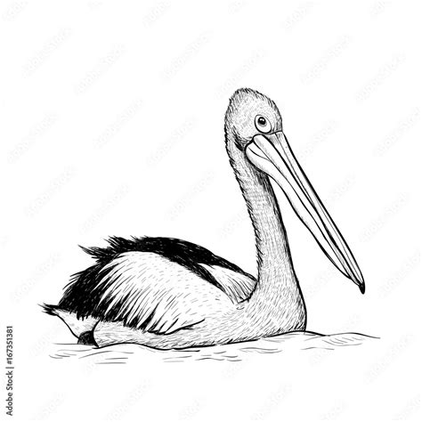 Pelican bird sketch black and white hand drawing. Vector illustration of a pelican Stock Vector ...